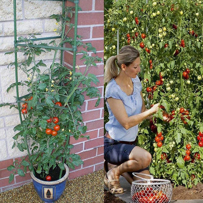 ♥DIY Tomato Plant Support Kit – Stackable Stakes & Rings for Climbing Vegetables & Flowers|〔YY33〕