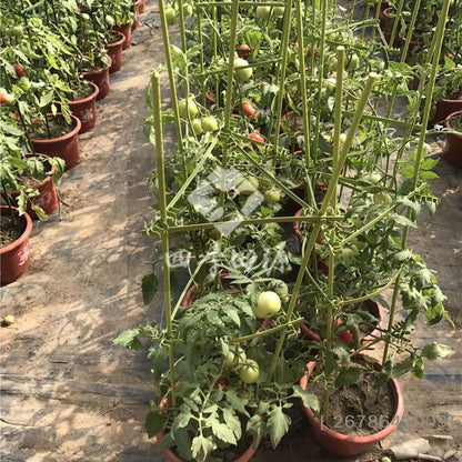 ♥DIY Tomato Plant Support Kit – Stackable Stakes & Rings for Climbing Vegetables & Flowers|〔YY33〕