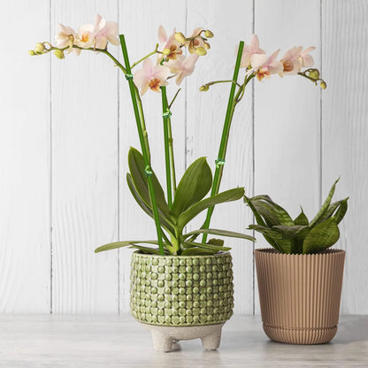 20/40/60Pcs Plant Support Sticks Reusable Flower Holder Clips Orchid Rod Plant Sticks For Supporting Climbing Plant Garden Tool